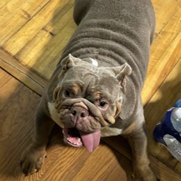 Iris - Bulldog