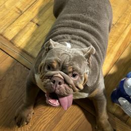 Iris - Bulldog