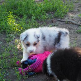 Blue Moon - Blue merle female Australian Shepherd puppy in Cape Girardeau, Missouri from Promise Keeper Kennel