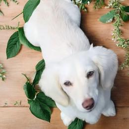 Cockapoos and Dachshunds from Little Valley Puppies
