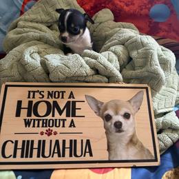 Girl 2 - Black and white female Chihuahua puppy in Scranton, Pennsylvania from Grammy Farm