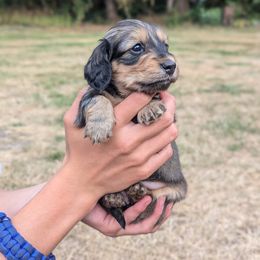 Dachshund Puppies from Sesame Doxies