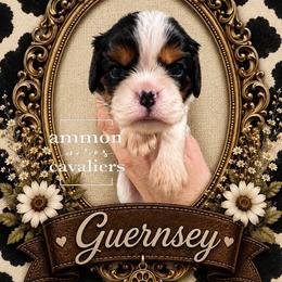 Guernsey - Tri-color female Cavalier King Charles Spaniel puppy in Ammon, Idaho from Ammon Acres Cavaliers