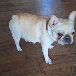 Lola - French Bulldog