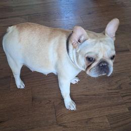 Lola - French Bulldog