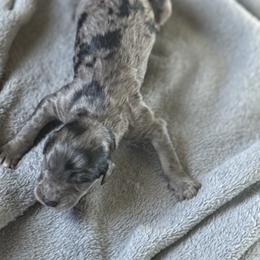 Sir Sterling (Silver Merle) - Merle male Goldendoodle puppy in Duluth, Minnesota from heavenly Pups kennel