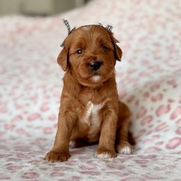 Little Gingerbread Girl Yunah - Red  female Goldendoodle puppy in Spanish Fork, Utah from Maplesierradoodles