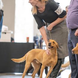 Labrador Retriever All Grown Up from Mo Ghra' Labrador
