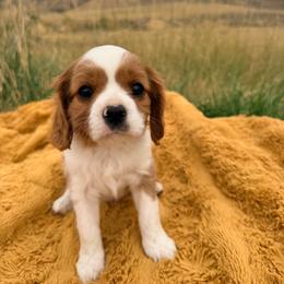Cedar - Blenheim male Cavalier King Charles Spaniel puppy in Malad, Idaho from Sunny Hill Puppies