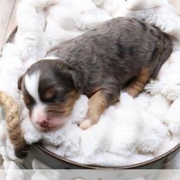Reba - Merle female Bernedoodle puppy in Idaho Falls, Idaho from Idahome Doodle