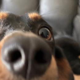 Dachshunds from J & L Mini D’s