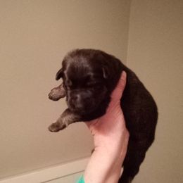 Boy 2 - German Shepherd puppy in Texas from Figueroa's K9