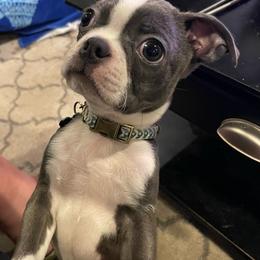 Boston Terrier Puppies from The Boston Puppy