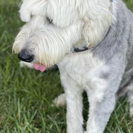 Old English Sheepdogs and Sheepadoodles from Greta’s Sheepadoodles