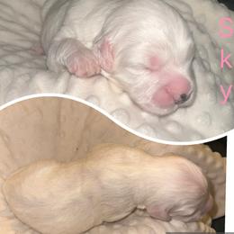 Portuguese Water Dog Puppies from Purely Opal