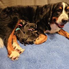 Bernese Mountain Dog puppies from MadKnight Farms Bernese