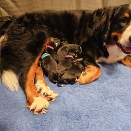 Bernese Mountain Dog puppies from MadKnight Farms Bernese