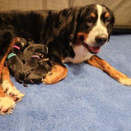 Bernese Mountain Dog puppies from MadKnight Farms Bernese