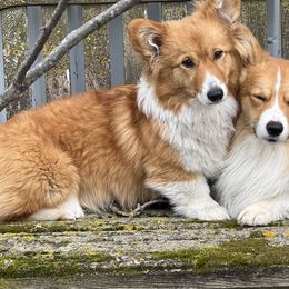 AO - Pembroke Welsh Corgi