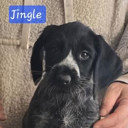 Girl 3 - Liver and white female German Wirehaired Pointer puppy in Wellston, Ohio from Blue Line GWPs