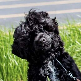 Portuguese Water Dogs from Mon Reve PWDs