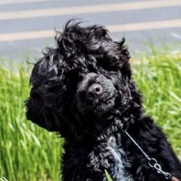 Portuguese Water Dogs from Mon Reve PWDs