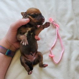 Rhodesian Ridgeback Puppies from Monarch Rhodesian Ridgebacks