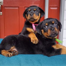 Rottweiler Puppies from Black Jade Rottweilers