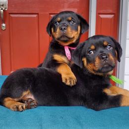 Rottweiler Puppies from Black Jade Rottweilers