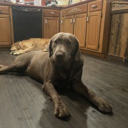 Jax - Chocolate male Labrador Retriever puppy in Portland, Tennessee from Whiskey Ridge Retrievers