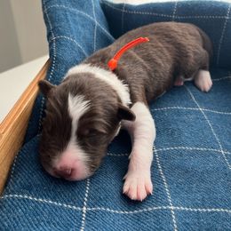 Bryce - White and red male Bordoodle puppy in Valley Center, California from Circle R Valley Bordoodls