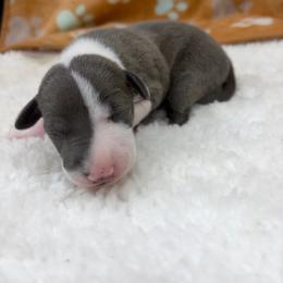 Ruby - White and blue female Italian Greyhound puppy in West Plains, Missouri from Sycamore Ridge Puppies