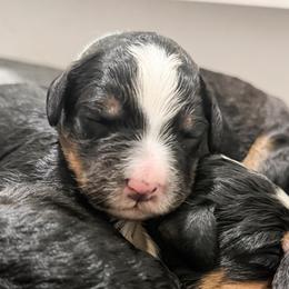 Light Blue - Tri-color female Bernedoodle puppy in Marne, Michigan from MI Doodles