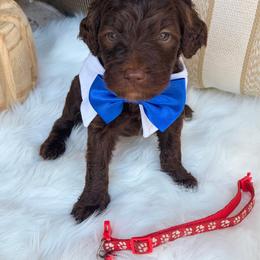 Red Collar Boy - Chocolate male Goldendoodle puppy in Arab, Alabama from White Blossom Farms
