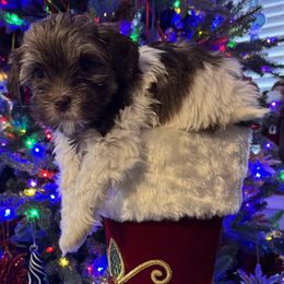 Girl 3 - female Havanese puppy in Bealeton, Virginia from Sonny's Pups