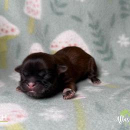 Shih Tzu Puppies from Altas Palmas Shih Tzu