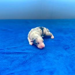 Valentino - Blue merle male Australian Shepherd puppy in Williston, Florida from Over The Rainbow Aussies