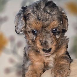 Cleo - Blue merle female Aussiedoodle puppy in Prescott Valley, Arizona from Ramirez Family Doodles