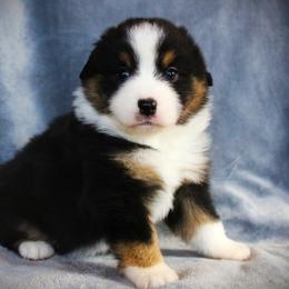 Gemma - Black tri female Miniature Australian Shepherd puppy in Menomonee Falls, Wisconsin from Hunt N Oaks