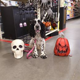 Boykin Spaniel and English Springer Spaniel Puppies from 31 Pines Springers & Retrievers