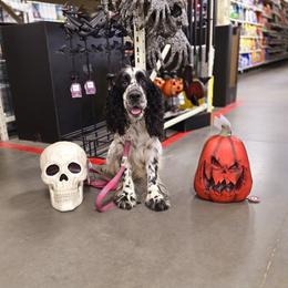 Boykin Spaniel and English Springer Spaniel Puppies from 31 Pines Springers & Retrievers