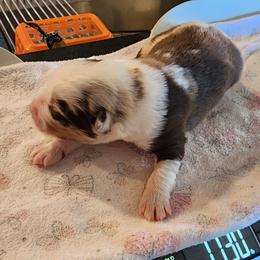 Valor - Red merle male Miniature Australian Shepherd puppy in Marysville, Washington from Garay Mini Aussies