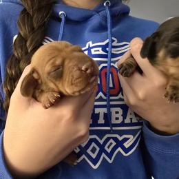 Girl 1 - Red female Dachshund puppy in Atwater, California from Daisy Doxies