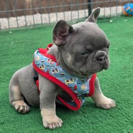 Bonnie - Tricolors female French Bulldog puppy in Nashville, Tennessee from PrestigiousK9