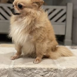 Elton - Chihuahua