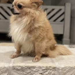 Elton - Chihuahua