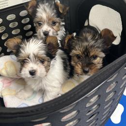 Adam - Parti male Yorkshire Terrier puppy in Cheektowaga, New York from Renee’s Pawfectly Pampered Yorkies