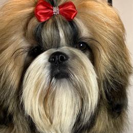 Lottie - Shih Tzu
