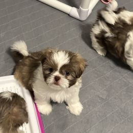 Storm - Liver and white male Shih Tzu puppy in Springboro, Ohio from Shih Tzus of Springboro LLC.