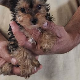 Yorkshire Terriers from Rocking K Ranch